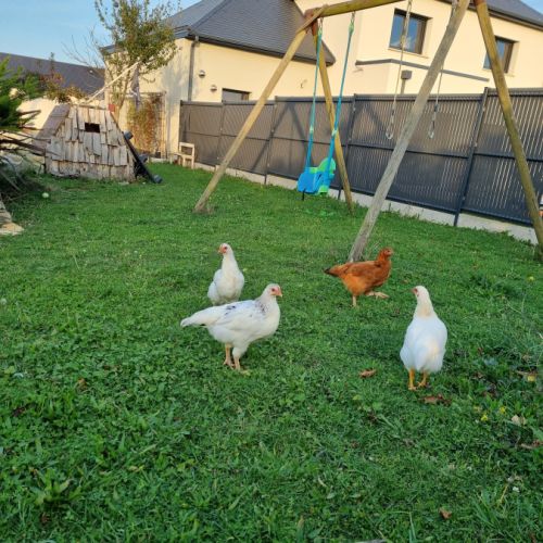 Jeunes poules pondeuse