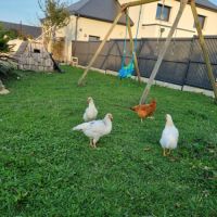 Jeunes poules pondeuse