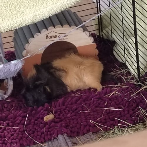 Donne 2 femelles cochon d'inde de 1 an #1