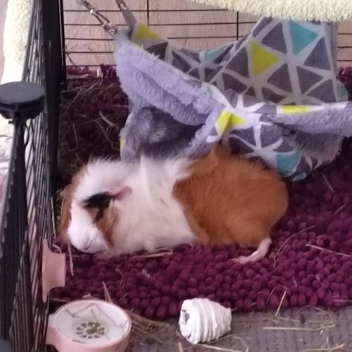 Donne 2 femelles cochon d'inde de 1 an #0