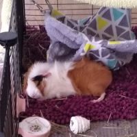 Donne 2 femelles cochon d'inde de 1 an