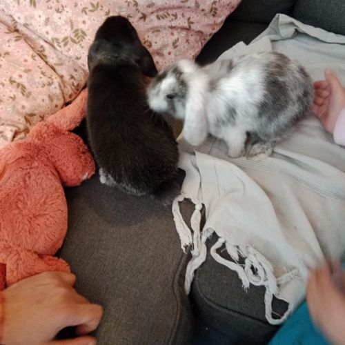 2 beaux lapins béliers de 6 mois #2