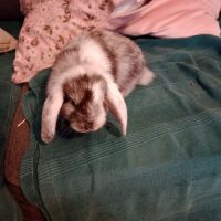 2 beaux lapins béliers de 6 mois #0