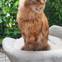 Maine coon mâle red mi-long