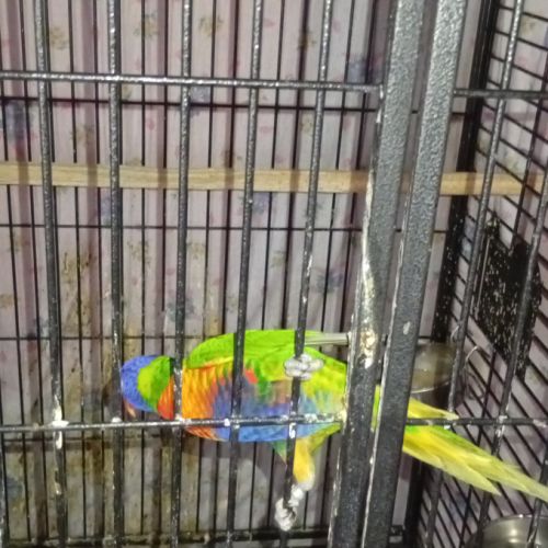 Femelle loriquet à vendre #2