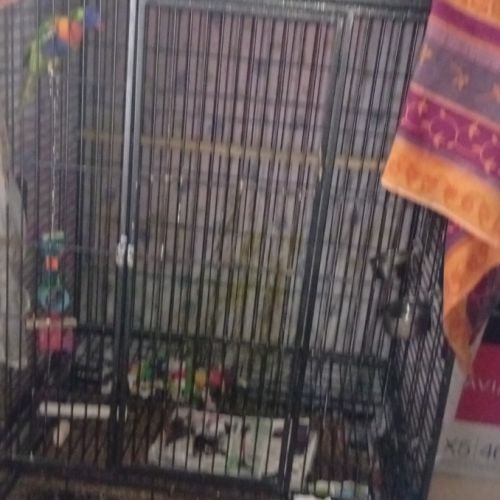 Femelle loriquet à vendre #3