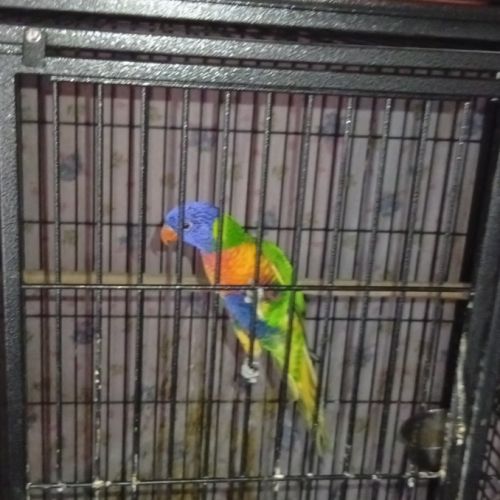 Femelle loriquet à vendre #4