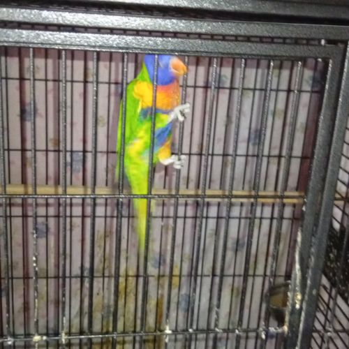 Femelle loriquet à vendre #5