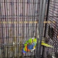 Femelle loriquet à vendre