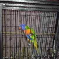 Femelle loriquet à vendre #4