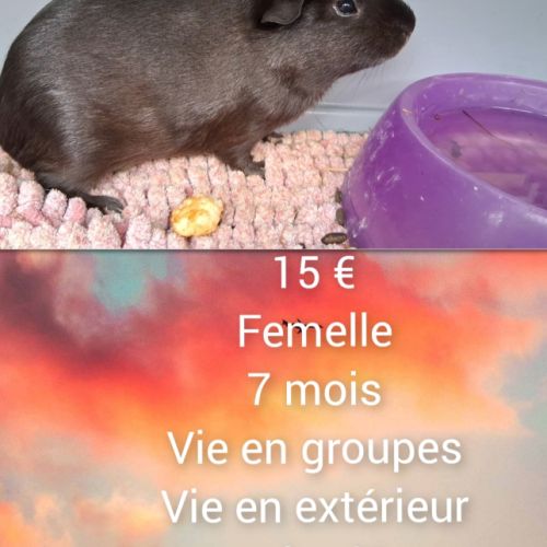 Femelle cochons d'inde