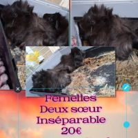 Femelle cochons d'inde #2