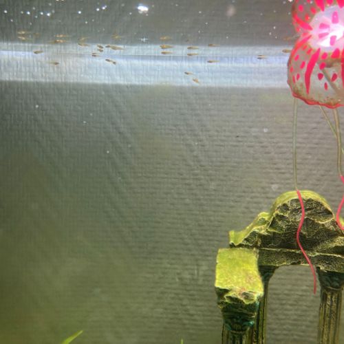 Alevins à donner #1