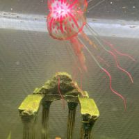 Alevins à donner #0