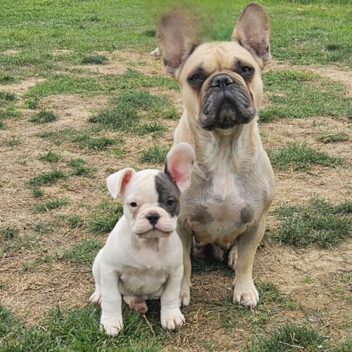 Femelle bouledogue francais caille blue