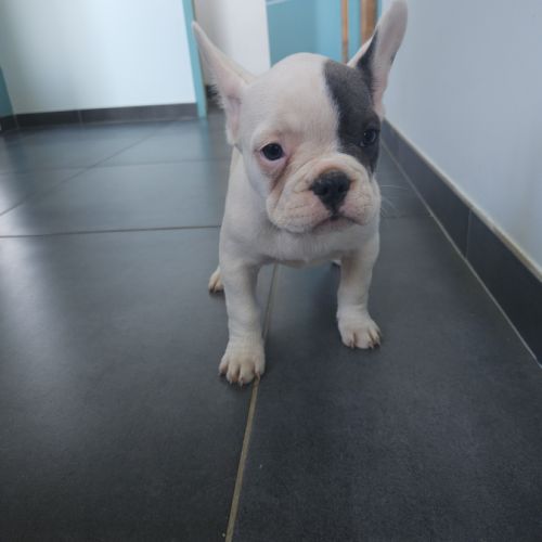 Femelle bouledogue francais caille blue #2