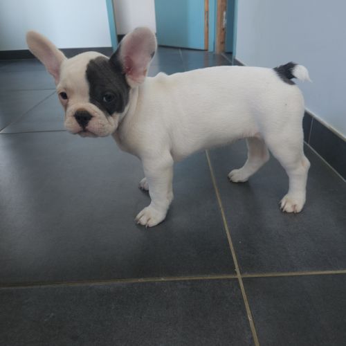 Femelle bouledogue francais caille blue #3