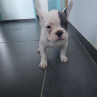 Femelle bouledogue francais caille blue #2