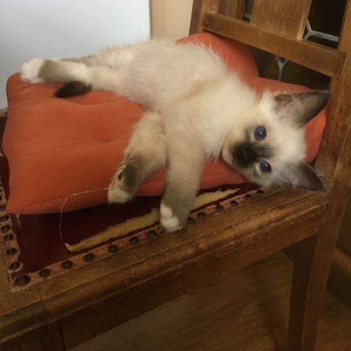 Adorable chaton mâle disponible #1