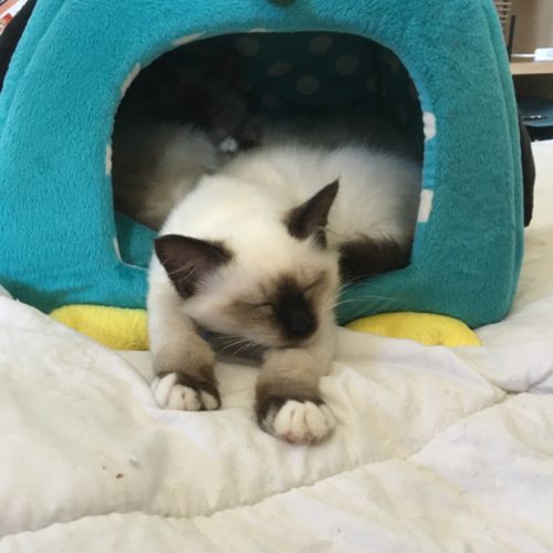 Adorable chaton mâle disponible #0