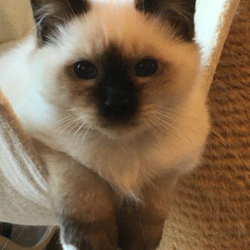 Adorable chaton mâle disponible #4