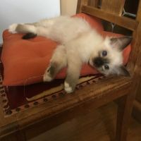 Adorable chaton mâle disponible #1