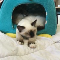 Adorable chaton mâle disponible