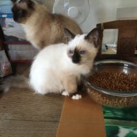 Adorable chaton mâle disponible #3