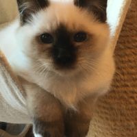 Adorable chaton mâle disponible #4