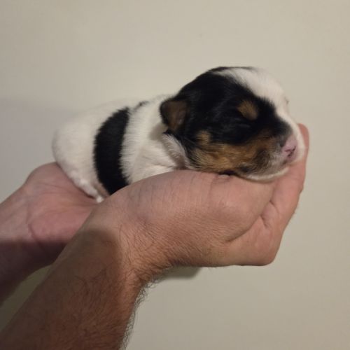 Chiot yorkshire biewer #1