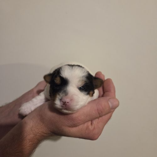 Chiot yorkshire biewer