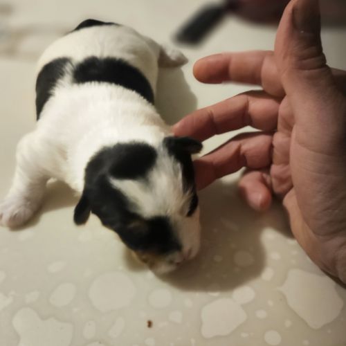 Chiot yorkshire biewer #3