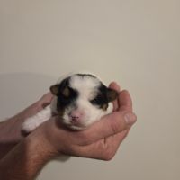 Chiot yorkshire biewer #0