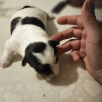 Chiot yorkshire biewer #3
