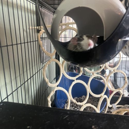 Donne 2 rats femelles #0