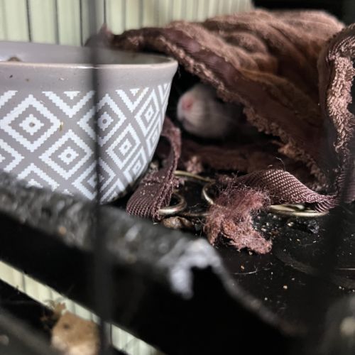 Donne 2 rats femelles #2