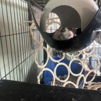 Donne 2 rats femelles