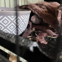 Donne 2 rats femelles #2