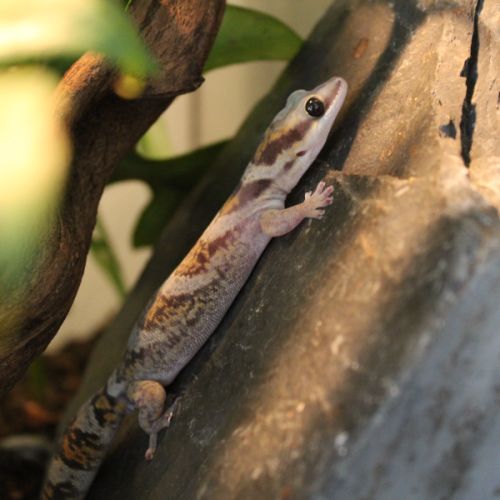 Gecko velour - oedura castelnaui #0