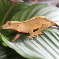 Femelle gecko à crête