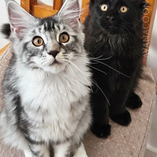 Graines de champion d'europe maine coon loof