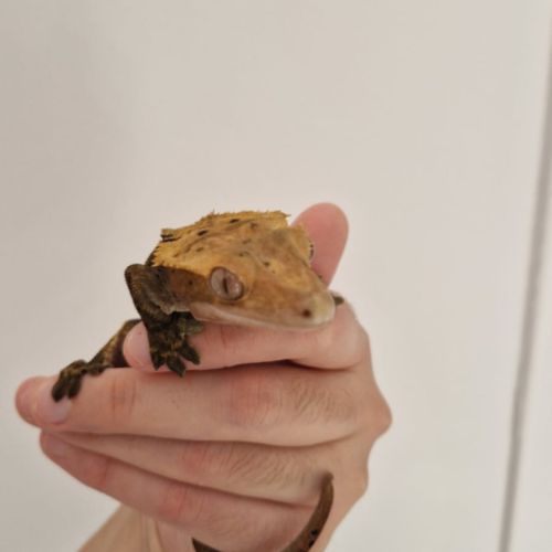 Femelle gecko à crête dalmatien #0