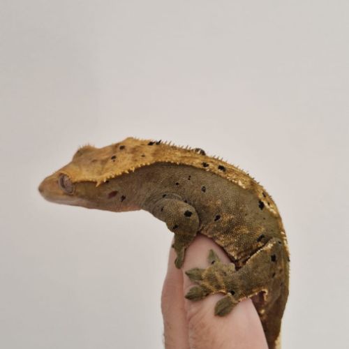Femelle gecko à crête dalmatien #2
