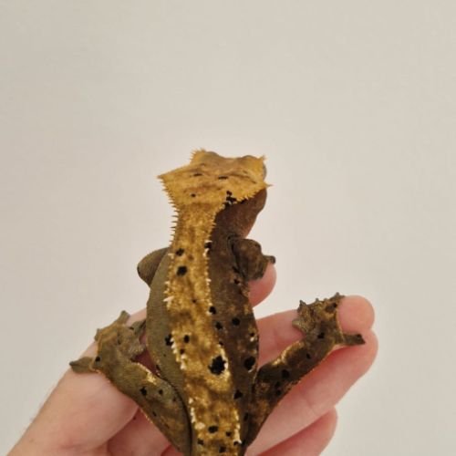 Femelle gecko à crête dalmatien #3