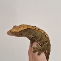 Femelle gecko à crête dalmatien #2
