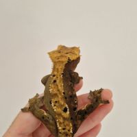 Femelle gecko à crête dalmatien #3