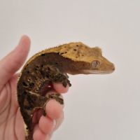 Femelle gecko à crête dalmatien #4
