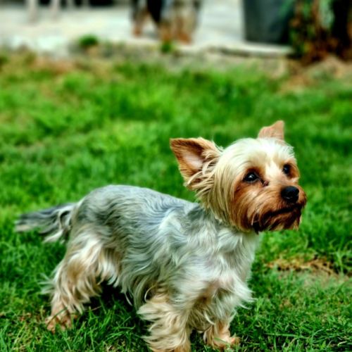 Chiot yorkshire femelle a réserver