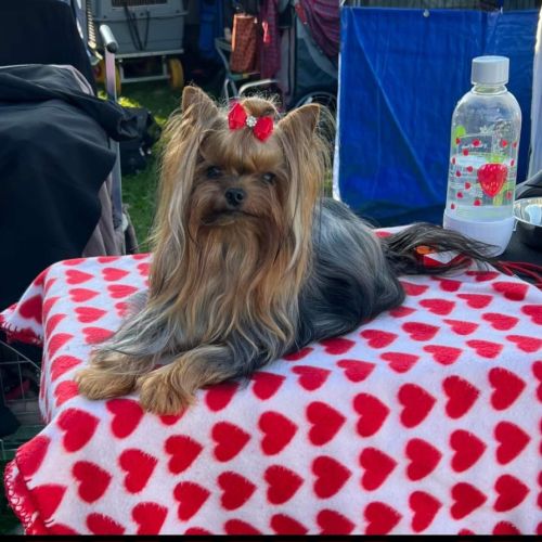 Chiot yorkshire femelle a réserver #3