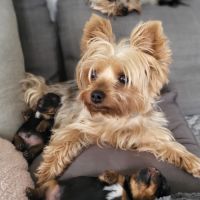 Chiot yorkshire femelle a réserver #2